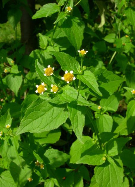 naturalne zadarnienie międzyrzędzi, szczególnie, jeśli rozwijają się w nim trawy, np. wiechlina roczna.