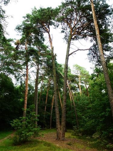 26. Sosna niedaleko czerwonego szlaku Obwód: 272 cm (na wysokości 0,3 m) Położenie: na polance przy drodze wiodącej od skrzyżowania