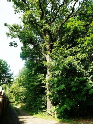 38. Dąb przy ul. Dębowej Obwód: 360 cm (na wysokości 1,3 m) Położenie: przy ul.