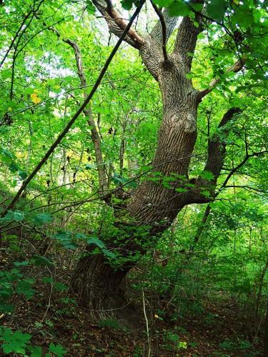 Zieloną; na północnowschodnim krańcu działki 251/3 3. Dąb przy ul.