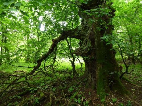 8. Wiąz nad Wartą Gatunek: wiąz szypułkowy Obwód: 322 cm (na wysokości 1,3 m) Położenie: przy ścieżce prowadzącej wzdłuż Warty, około 1 km od wejścia na nią od strony Puszczykówka w stronę