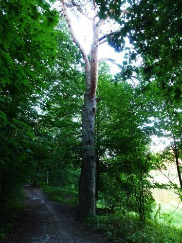 20. Sosna nad Wartą Obwód: 237 cm (na wysokości 1,3 m) Położenie: przy ścieżce wzdłuż Warty, około 100 m na południe od mostka na granicy