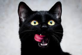 Do stworzenia tej pracy, wykorzystane zostały materiały dostępne w Internecie. Marta Drążewska - ubarwienie sierści kotów Luty 2018 UBARWIENIE Każdy kot jako podstawowe ma dwa kolory: rudy i czarny.