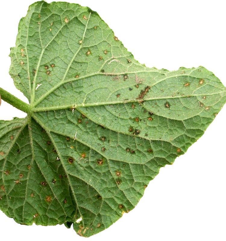 Zielona mozaika ogórka (CGMMV) Wirus zielonej mozaiki ogórka CGMMV przenoszony jest z nasionami oraz drogą mechaniczną. Wykazuje dużą odporność na warunki środowiskowe.
