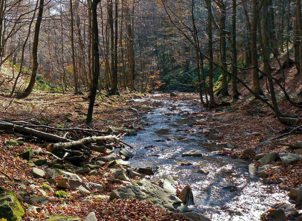 Wezbrany San poniżej