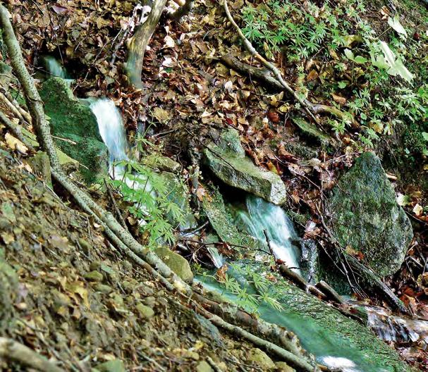 stokach Połoniny Wetlińskiej (fot.