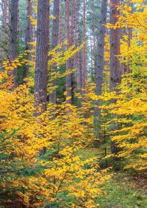 tu znajdują się największe wzniesienia roztoczańskie: Długi Goraj (391,5 m n.p.m.) oraz Wielki Dział (388,7 m n.p.m.); lasy zajmują 67 proc.