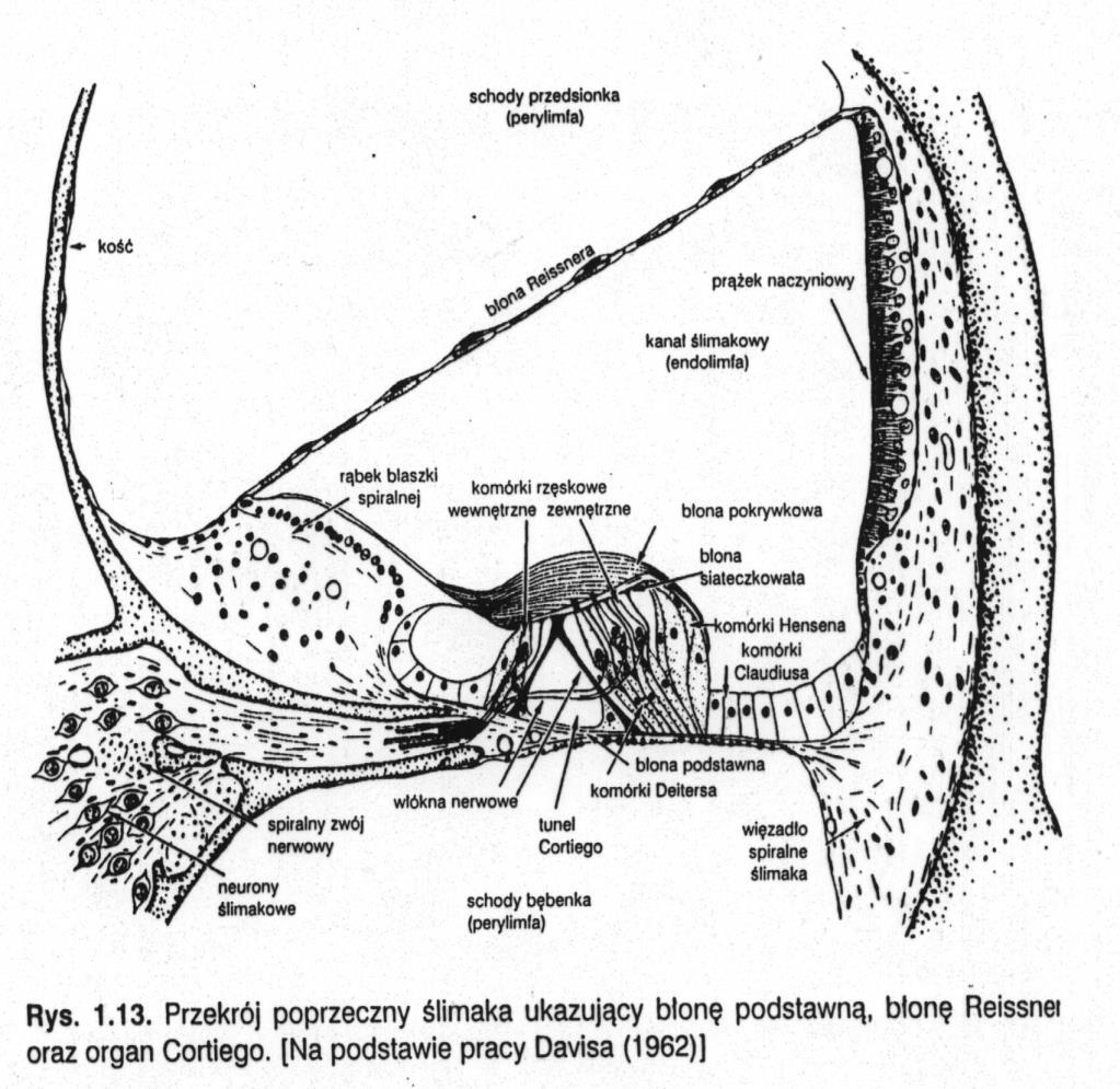 Organ Cortiego W błonie podstawnej ślimaka znajduje tunel Cortiego a w nim 1 rząd komórek rzęskowych