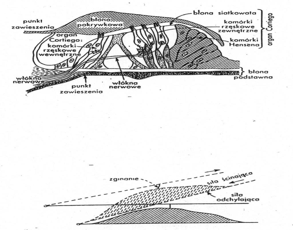 Organ Cortiego Każda z komórek wewnętrznych ma około 40 rzęsek. Do każdej z tych komórek dochodzi ok.
