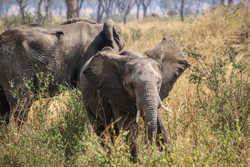 DZIEŃ 9 chobe national park KWHAI - LINYANTI Pobudka wcześnie rano, gdy zwierzęta są bardzo aktywne.