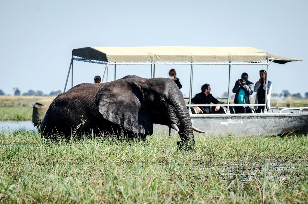 DZIEŃ 11 Victoria falls IHAHA - KASANE - VICTORIA FALLS Po śniadaniu wyjedziemy z rezerwatu do leżącej na granicy czterech państw (Botswana, Namibia, Zimbabwe, Zambia), miejscowości Kasane.