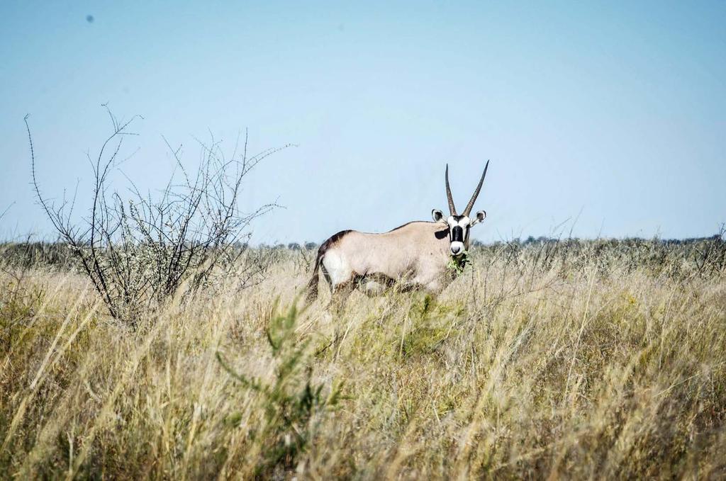 DZIEŃ 2 WATERBERG JOHANNESBURG - WATERBERG Po przylocie ruszymy do bazy. Chwila odpoczynku. Dostaniemy samochody i ekwipunek kempingowy, przejdziemy szkolenie z obsługi sprze tu i wyruszymy w podróz.