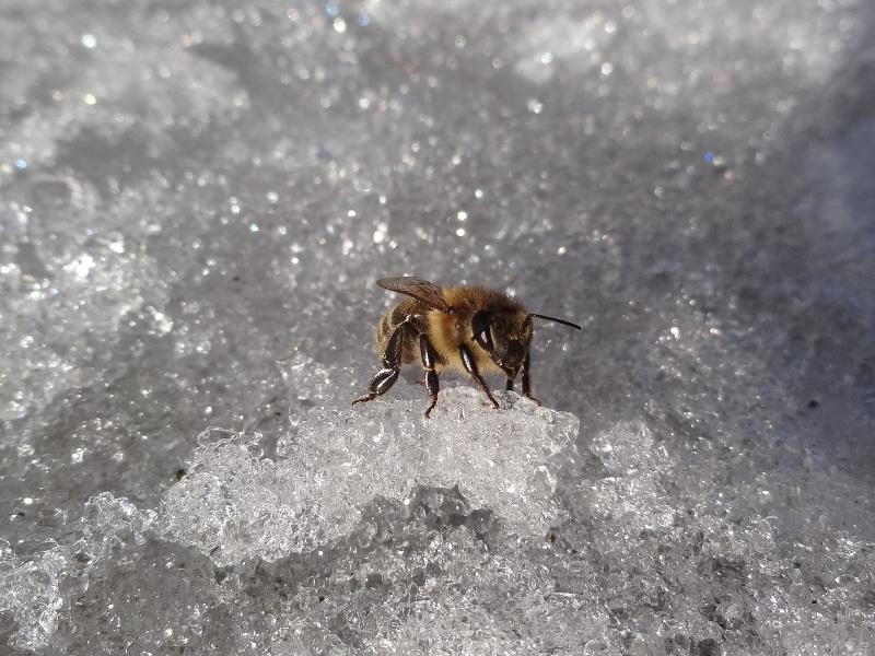 Najwyższa średnia dobowa 24,0 C 08.08 Najniższa średnia dobowa -13,7 C 27.01 Najzimniejszy miesiąc -4,8 C styczeń Najcieplejszy miesiąc 16,4 C lipiec Najzimniejszy tydzień -8,8 C 22-28.