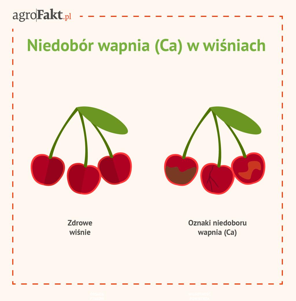 .pl Jak rozpoznać wiśnie