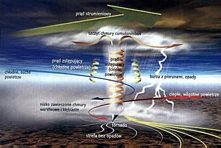 Tornado trąba powietrzna występująca w Ameryce Północnej. Pod względem wyglądu i sposobu powstawania nie różnią się od trąb powietrznych.