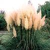 Cortaderia selloana Pink Feather wysokość z kwiatostanami 220 cm. Kępy zielonych liści o ostrych krawędziach. W drugiej połowie lata tworzy różowe kiście pierzastych kwiatostanów.