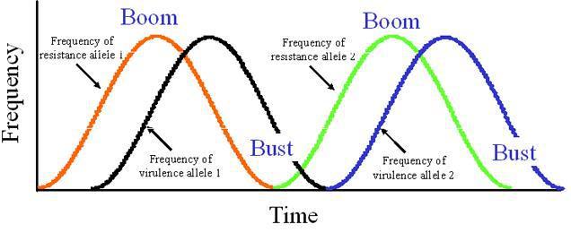The boom-and-bust cycle Kolejne wprowadzanie nowych genów odporności oraz