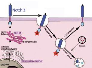 N3-ECD), części transbłonowej oraz części cytoplazmatycznej o masie 97 kda (Notch 3 intracellular domain, N3-ICD) (rys. 1).