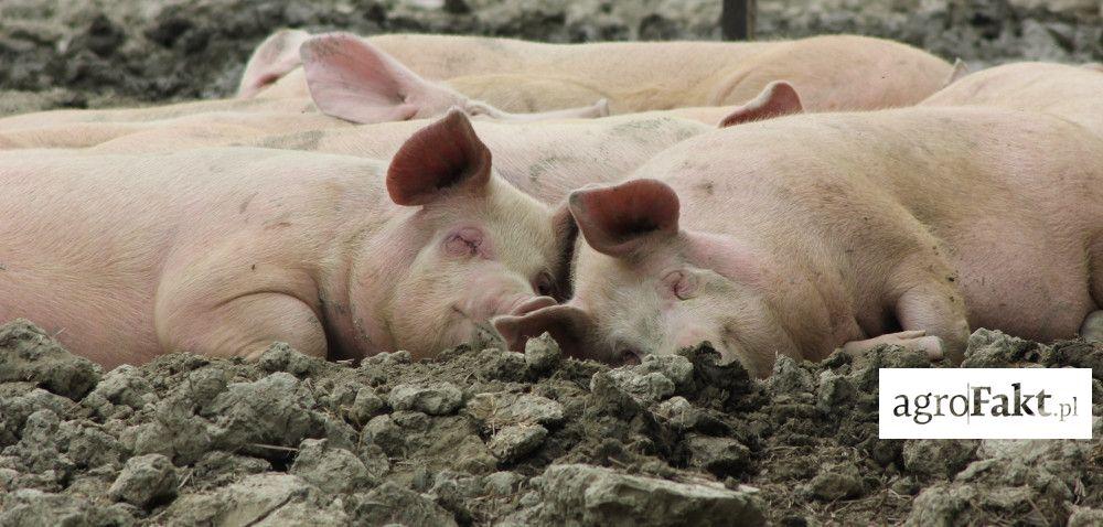 .pl Kastracja świń: kiedy i jak ją przeprowadzać? Autor: prof. dr hab. inż.