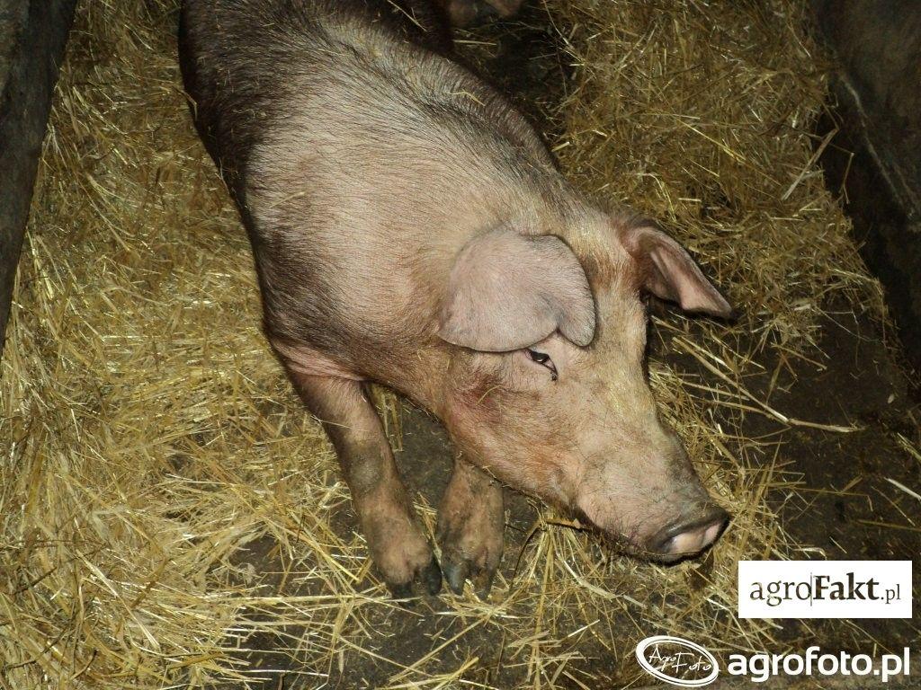.pl Efektem chirurgicznej kastracji, jest definitywne zaprzestanie produkcji androsteronu. Innym efektem jest poprawa metabolizmu skatolu, przez co jego szkodliwość zostaje zmniejszona.