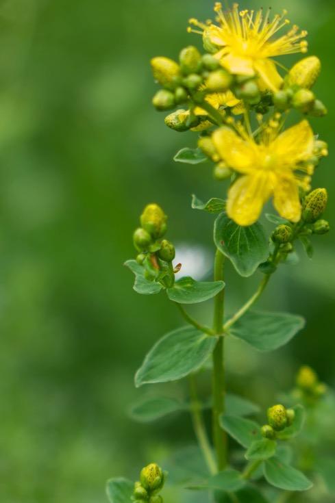 Dziurawiec Hypericum perforatum Część używana: kwiaty, liście, ziele Smak: słodki, cierpki, suchy Główne zastosowanie: przeciwzapalne, ściągające, przeciwbakteryjne.