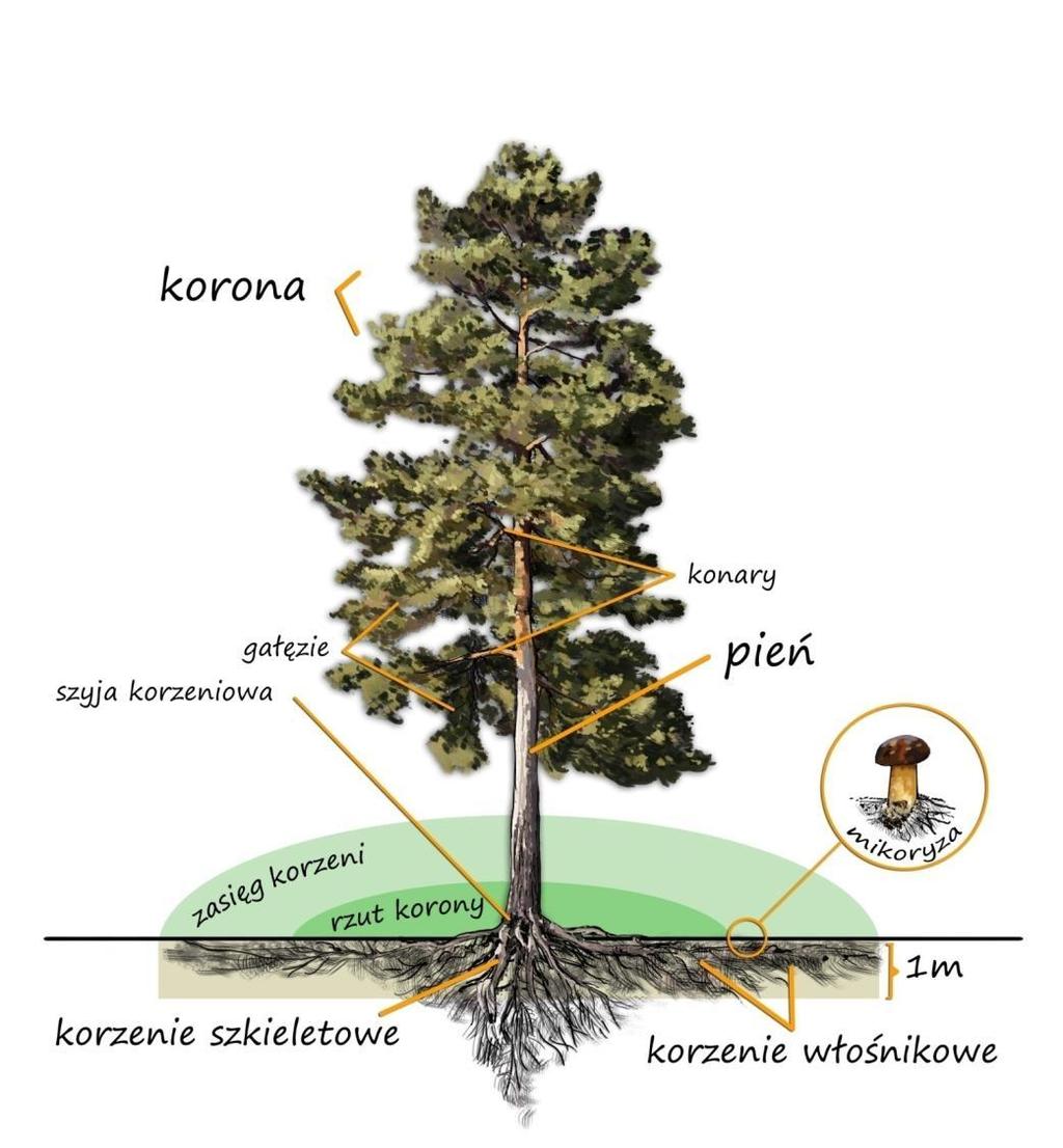 Proporcja między koroną, a systemem korzeniowym wynika z potrzeb drzewa oraz warunków glebowych