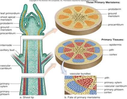 BUDOWA ANATOMICZNA ŁODYG Budowa pierwotna i wtórna łodyg roślin dwuliściennych: