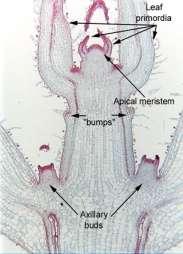 2) STREFA