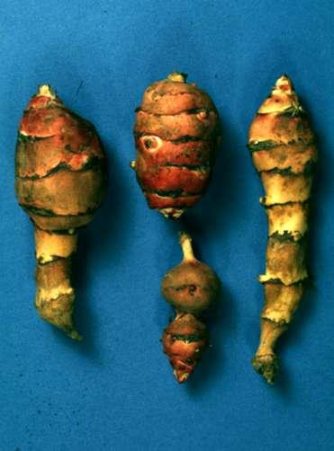 pochodzenia (bulwocebule) resztka