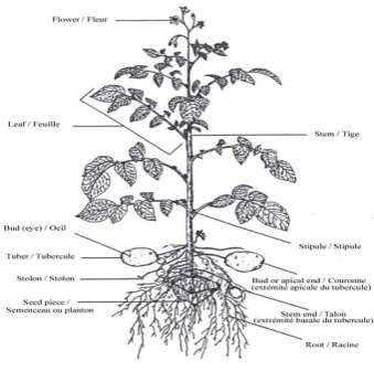 Roślina ziemniaka Solanum
