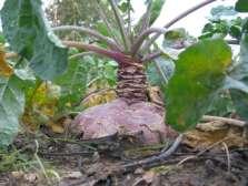 Begonia