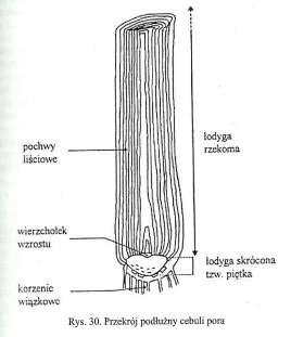 Przekrój podłużny