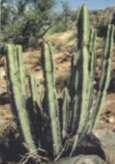 Kaktus Carnegia sp.
