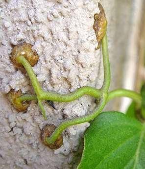 Distictis