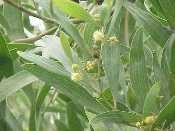 Liściaki Acacia verticillata Inne modyfikacje pędów pędy bezzieleniowe roślin