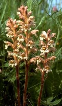Zaraza Orobanche