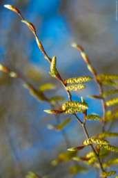 : wierzba, lipa, leszczyna, grab, wiąz Fagus