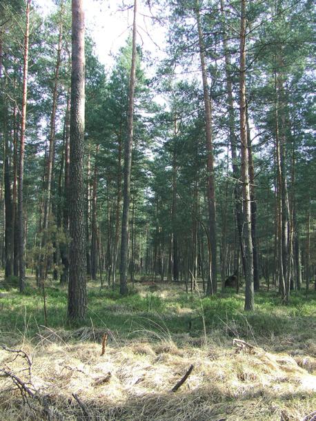 Przegląd Przyrodniczy XXVIII, 2 (207) Fot.. Bory sosnowe w starszych klasach wieku siedlisko włochatki Aegolius funereus i sóweczki Glaucidium passerinum (fot.