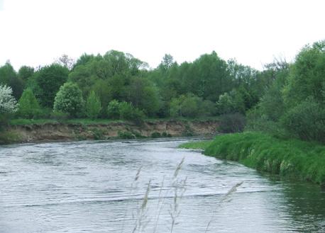 Przegląd Przyrodniczy XXVIII, 2 (207) Fot. 3. Urwiste brzegi Bobru, największej rzeki Obszaru siedlisko zimorodka Alcedo atthis (fot. A. Jermaczek). Photo 3.