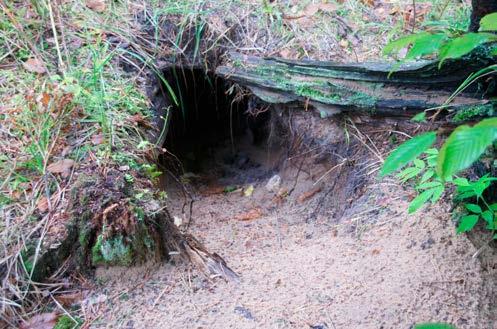 Puszcza Iłżecka W czerwcu 2017 leśnicy odnaleźli norę użytkowaną w 2017 roku (Fot. 5). Nora była już opuszczona, a w pobliżu leżały szczątki jednego ze szczeniąt.