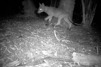 Był to 4-5 letni samiec złapany w sidła zastawione przez kłusownika (Fot. 6). Myśliwi i leśnicy z okolic Ożarowa odnotowują systematycznie wilki od trzech lat.