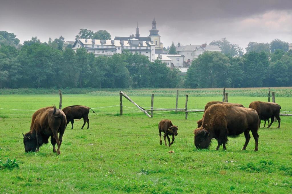 Zdjęcie: Bizony w Kurozwękach Bazę turystyczną na terenie gminy stanowią następujące obiekty: działające w Staszowie Hotel Gwarek (ul. Rynek 13), Hotel Lord (ul. Nasienna 8), Pałac Łazienkowski (ul.