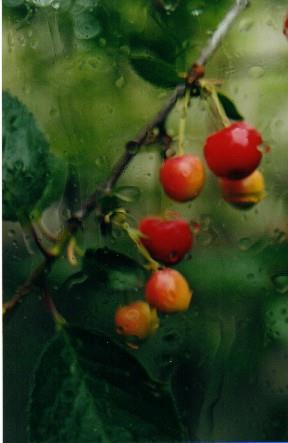 Pokarm roślinny W lecie przeważa pokarm roślinny, jak jagody i inne
