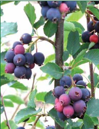 Golis (Instytut Ogrodnictwa) Świdośliwa olcholistna (Amelanchier alnifolia) Doskonałe źródło polifenoli