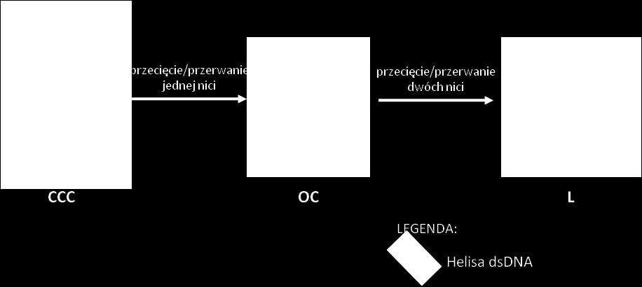 Plazmidy są często wykorzystywane w inżynierii genetycznej jako wektory w klonowaniu molekularnym. Plazmidy są kolistymi cząsteczkami DNA przyjmującymi formę superhelisy (Rys. 1).
