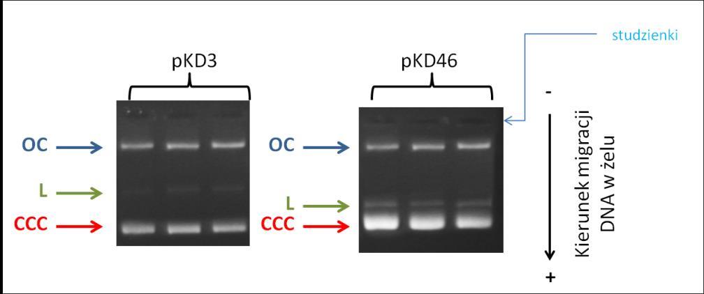 DNA w żelu agarozowym migruje w kierunku elektrody dodatniej ze względu na ujemnie naładowane reszty fosforanowe. Szybkość migracji DNA zależy m.in.