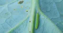 SZKODNIKI/PROGRAM OCHRONY BIELINEK RZEPNIK (Pieris rapae) Gąsienica TANTNIŚ KRZYŻOWIACZEK (Plutella xylostella) Gąsienica i początkowe uszkodzenie liścia PIĘTNÓWKA KAPUSTNICA (Mamestra brassicae)