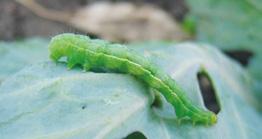 l/ha) (M) makrocykliczne laktony SpinTor 240 SC (0,2 0,4 l/ha) 21 21 21 21 21 21 21 21 21 21 21 21 21 21 21 21 21 21 21 21 21 Lustracja roślin: stwierdzenie 1 gąsienic na 10 kolejnych roślinach.