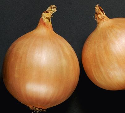 l/ha) (M) Lanmos 20 SP (0,2 kg/ha) + Slippa (0,2 l/ha) (M) Miros 20 SP (0,2 kg/ha) + Slippa (0,2 l/ha) (M) Mospilan 20 SP (0,2 kg/ha) + Slippa (0,2 l/ha) (M) Sekil 20 SP (0,2 kg/ha) + Slippa (0,2