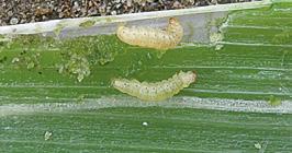 POSKRZYPKA CEBULOWA (Crioceris merdigera) WGRYZKA SZCZYPIORKA (Acrolepiopsis assectella) 1 2 4 neonikotynoidy Acetamip 20 SP (0,2 kg/ha) (M) Acetamip New 20 SP (0,2 kg/ha) (M) Acetamipiryd 20 SP (0,2